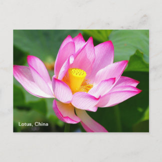 una postal de Lotus en China