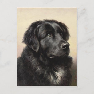 Una postal de Terranova