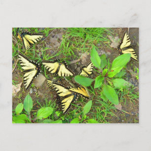 Una postal de un grupo de mariposas