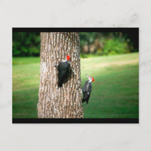 Una postal de un par de pájaros carpinteros apilad