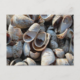 Una postal de una playa de conchas