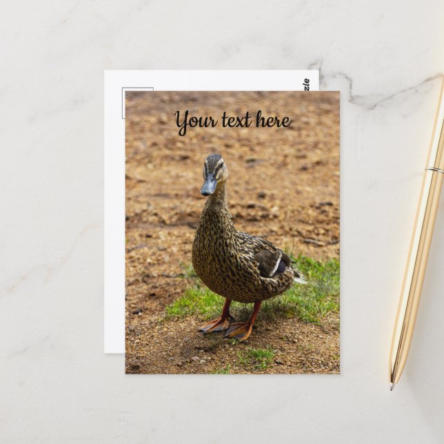 Una postal mallard del pato (Anverso/Reverso In Situ)