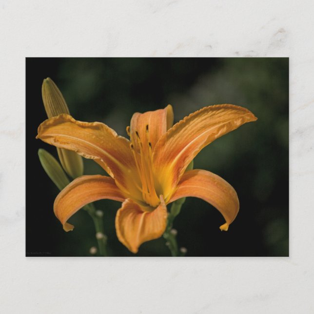 Una postal para el jardín (Anverso)