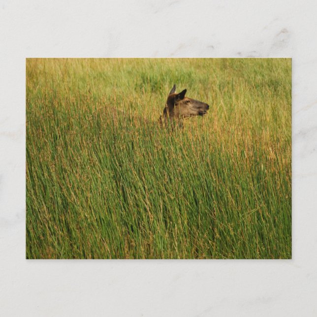 Una postal rápida (Anverso)