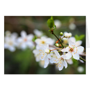 Una ráfaga de primavera