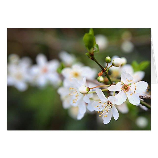 Una ráfaga de primavera (Anverso (Horizontal))