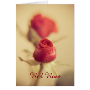 Una rosa roja para tu amor...