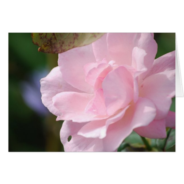 Una rosa rosa pálido (Anverso (Horizontal))