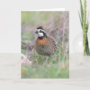 Una tarjeta de felicitación de codorniz Bobwhite p