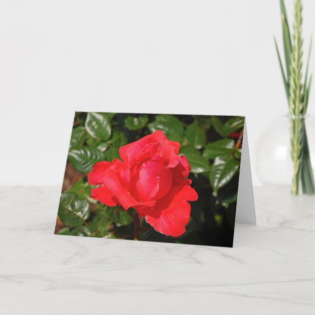 Una tarjeta de saludo de rosa rojo (Anverso)