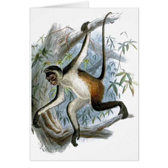 Una tarjeta para niños de un mono Cheeky CC0366 (Frente)