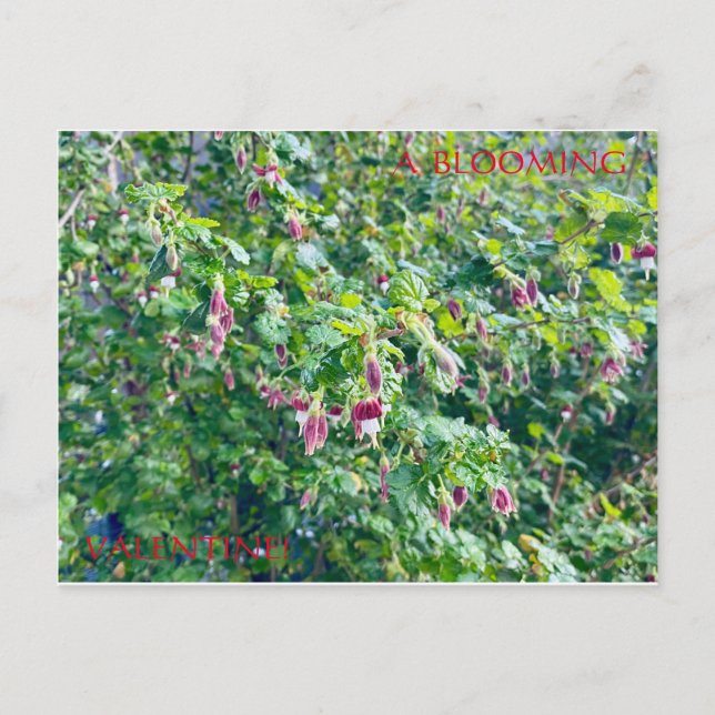 UNA TARJETA POSTAL DE VALENTINE EN BLOOMING (Anverso)