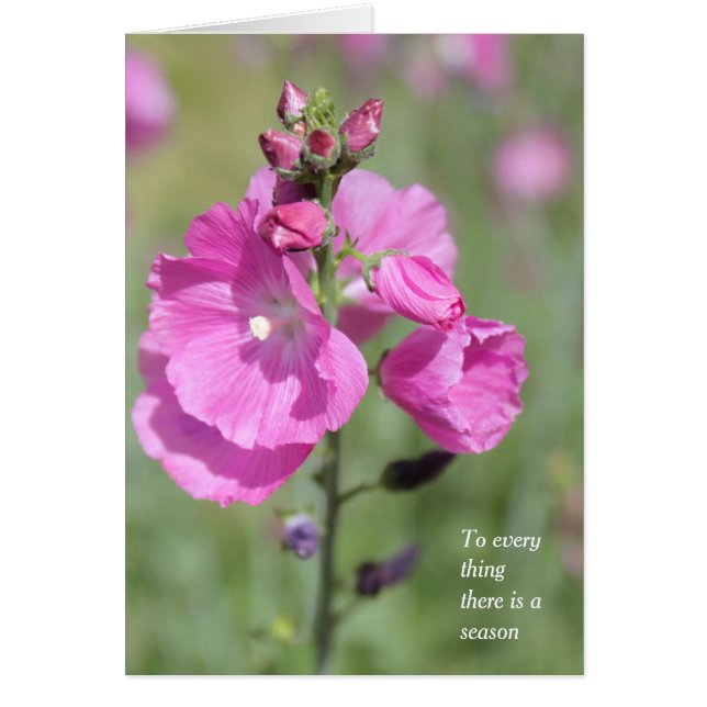 Una temporada y un Hollyhock en todas las ocasione (Frente)