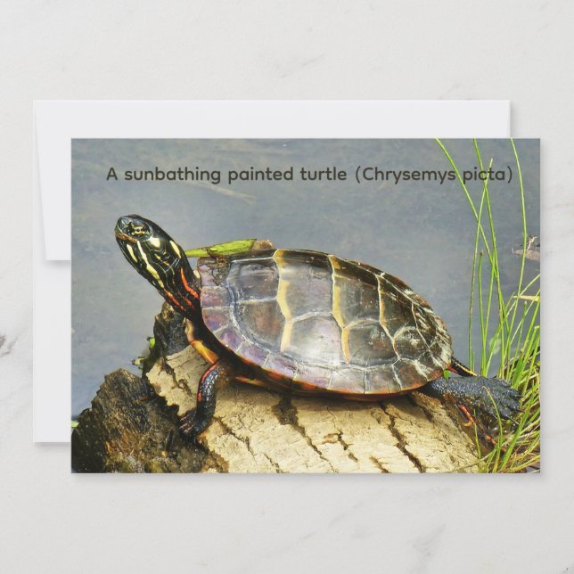 Una tortuga pintada tomando el sol (Anverso)