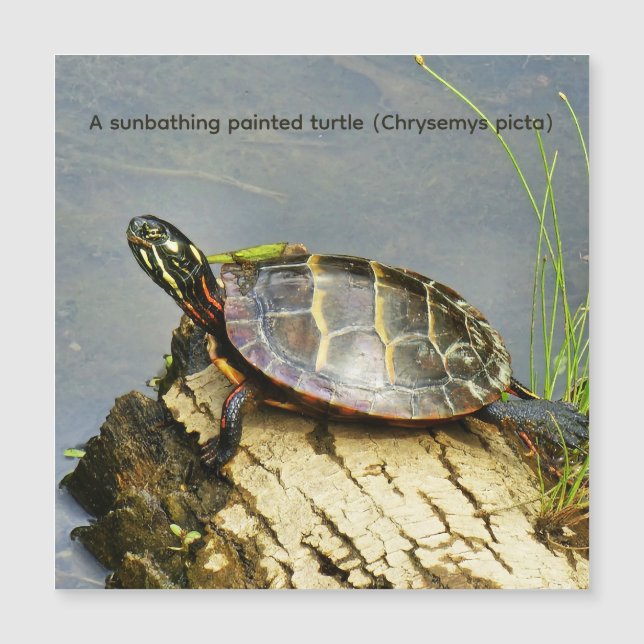 Una tortuga pintada tomando el sol (Anverso)