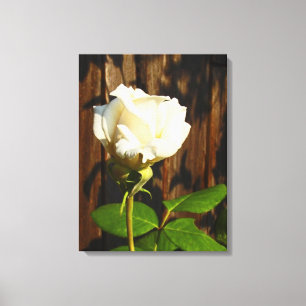 Una única rosa blanca - Lienzo envuelto