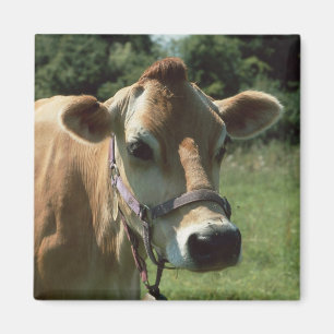 Una vaca del jersey de Brown en imán del