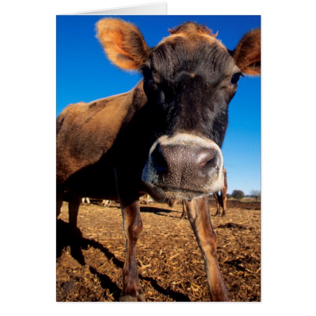 Una vaca Jersey siendo curiosa (Frente)