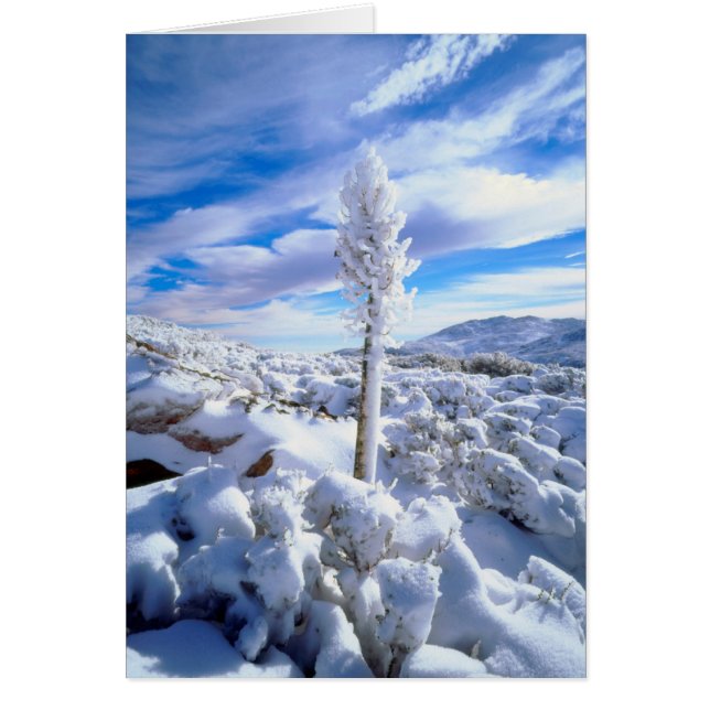 Una yucca cubierta de nieve (Frente)
