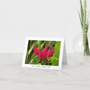 Unas insólitas velas brasileñas saludando Nota