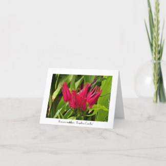 Unas insólitas velas brasileñas saludando Nota