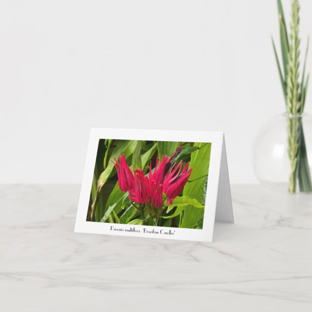 Unas insólitas velas brasileñas saludando Nota (Anverso)