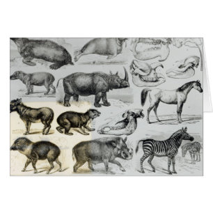 Ungulata o animales ungulados