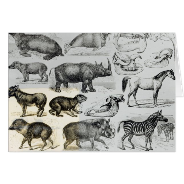 Ungulata o animales ungulados (Anverso (Horizontal))