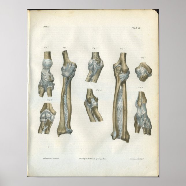 Uniones de la impresión de Anatomía de Arco y Codo (Frente)