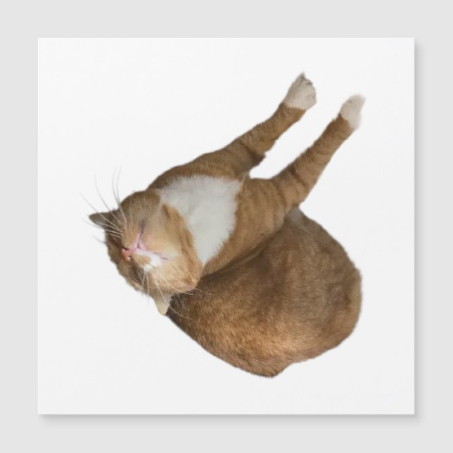 Upside-Down Sunshine Cat (Anverso)