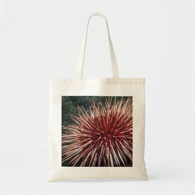 Urchin gigante del Mar Rojo - Bolsa (Frente)
