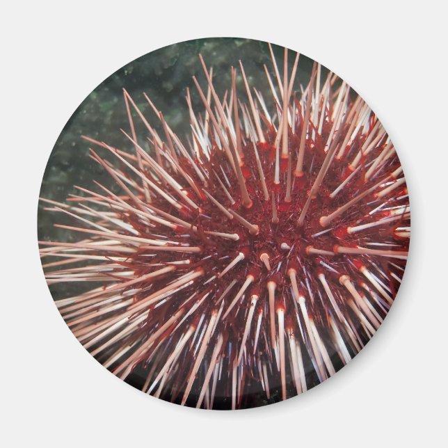 Urchin gigante del Mar Rojo - imán (Frente)