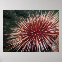 Urchin gigante del Mar Rojo - impresión Bella Arte