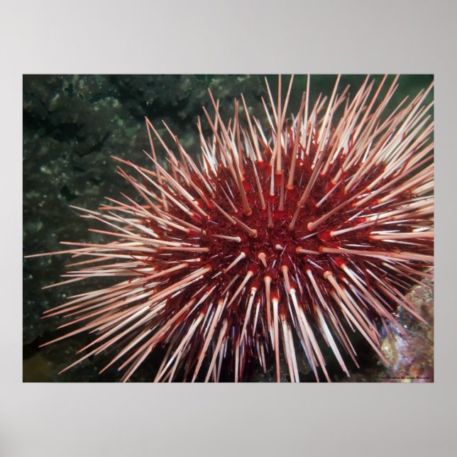 Urchin gigante del Mar Rojo - impresión Bella Arte (Frente)