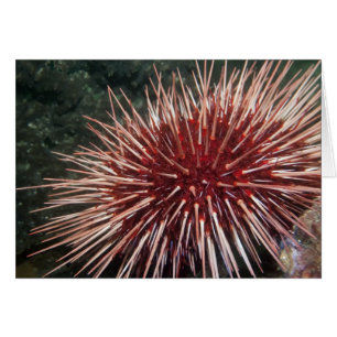 Urchin gigante del Mar Rojo - Tarjeta