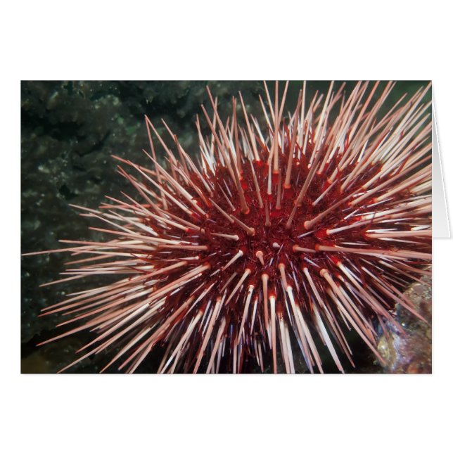 Urchin gigante del Mar Rojo - Tarjeta (Anverso (Horizontal))