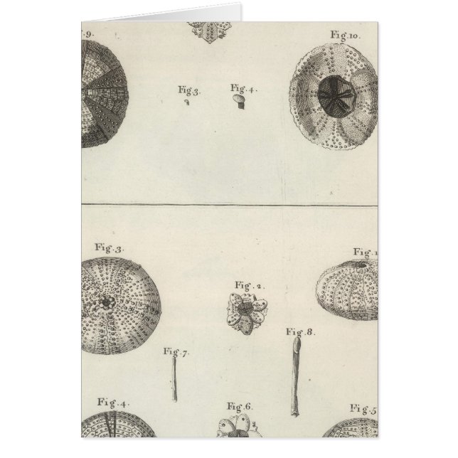 Urchins del mar (Frente)