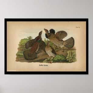 Urogallo superado impresión 1890 del pájaro