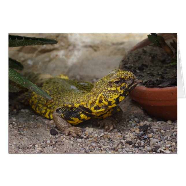 Uromastyx geyri (Anverso (Horizontal))