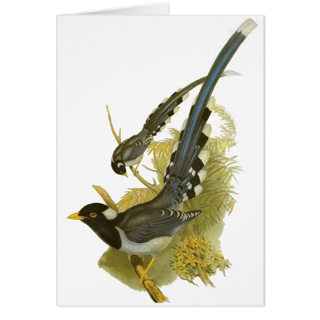 urraca azul Amarillo-cargada en cuenta (Frente)