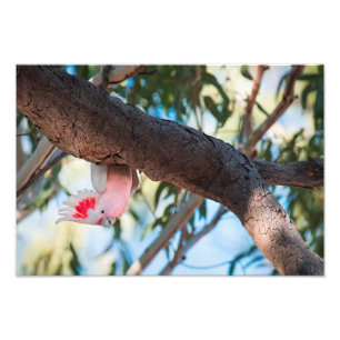 "Usted llamada?" Impresiones de la foto del