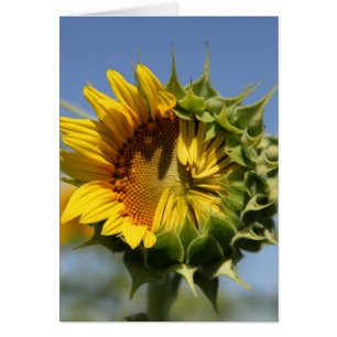 Usted puede hacer esto