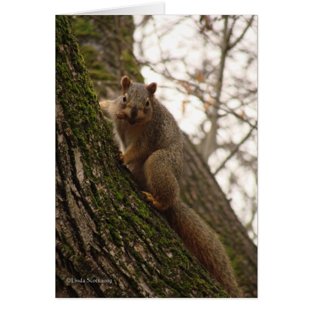 ¡Usted siente a veces como una nuez! (Frente)