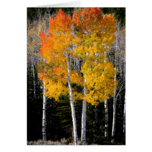 Utah, EE. UU. Árboles de álamo temblón (Populus Tr