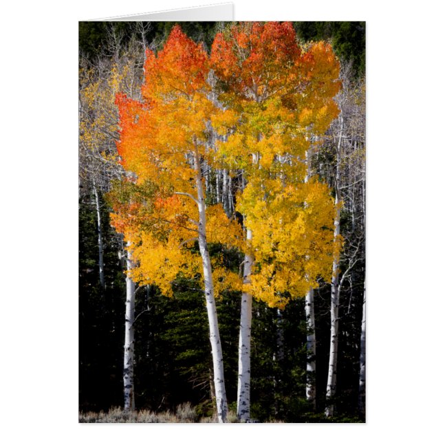 Utah, EE. UU. Árboles de álamo temblón (Populus Tr (Frente)