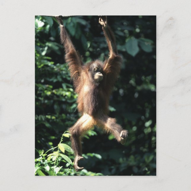 Utan de Orang en la postal de Borneo (Anverso)