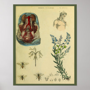 Uterus Abdomen Arterias Abejas Anatomía Arte Impri