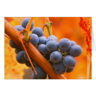 Uva Madura En Viñedo