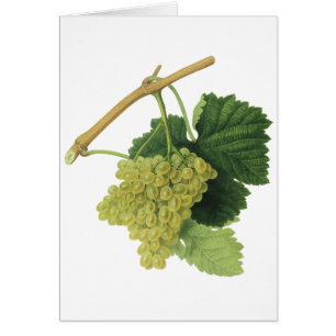 Uvas blancas para vino en la vid, fruta de comida 