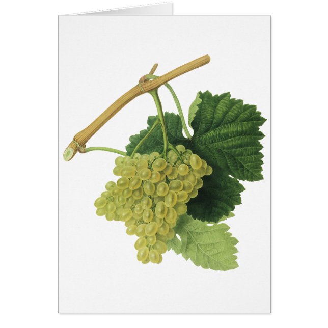 Uvas blancas para vino en la vid, fruta de comida  (Frente)
